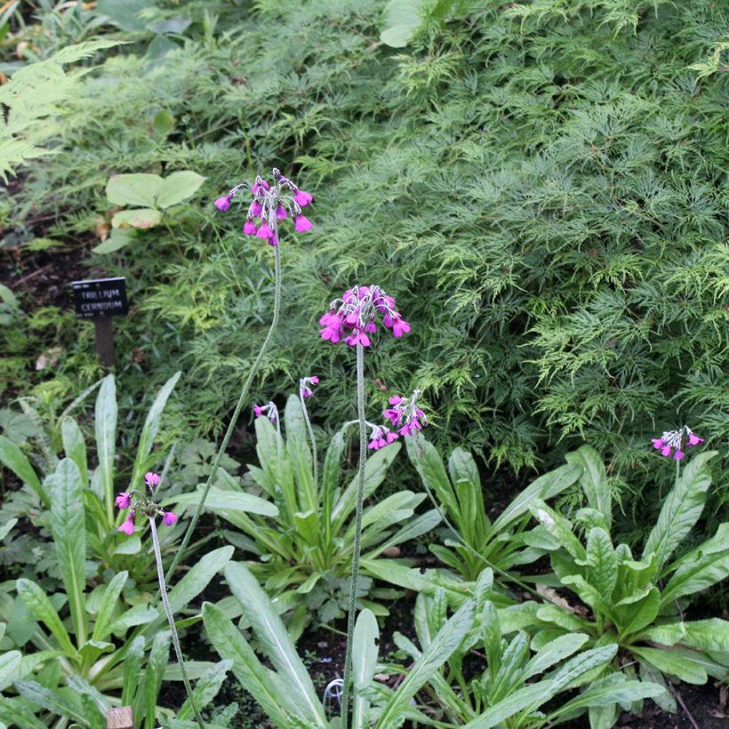 Prímula secundiflora (Hábito)