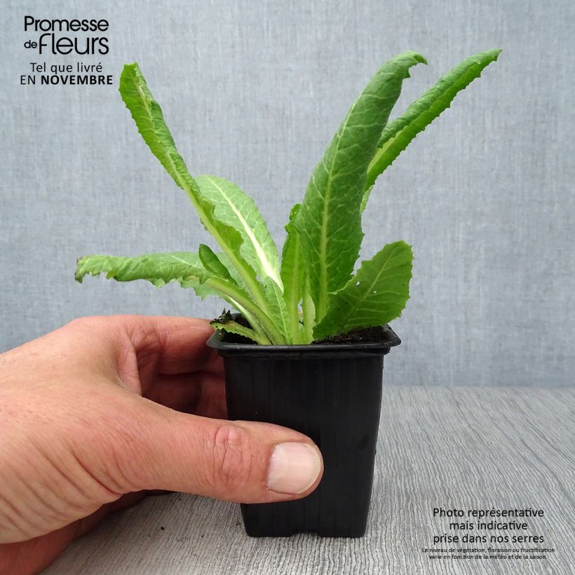 Amostra de Prímula vialii - Prímula-orquídea Vaso de 7/8 cm tal como entregue no outono