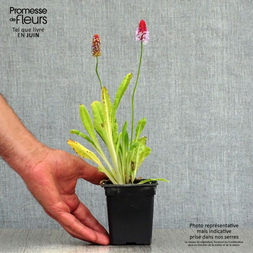 Amostra de Prímula vialii - Prímula-orquídea Vaso de 7/8 cm tal como entregue no verão