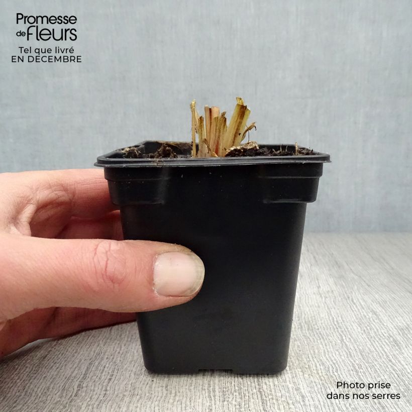 Amostra de Primevère - Primula vialii Vaso de 7/8 cm tal como entregue no inverno