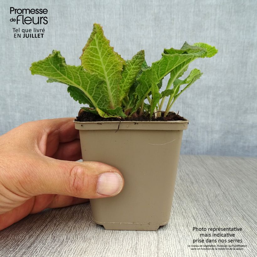 Amostra de Primavera Strong Beer Vaso de 8/9 cm tal como entregue no verão