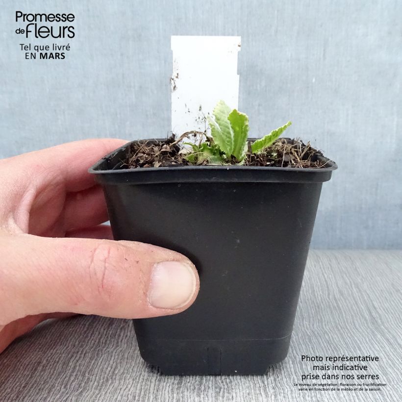 Amostra de Prímula denticulata Prom Lilac Vaso de 8/9 cm tal como entregue na primavera