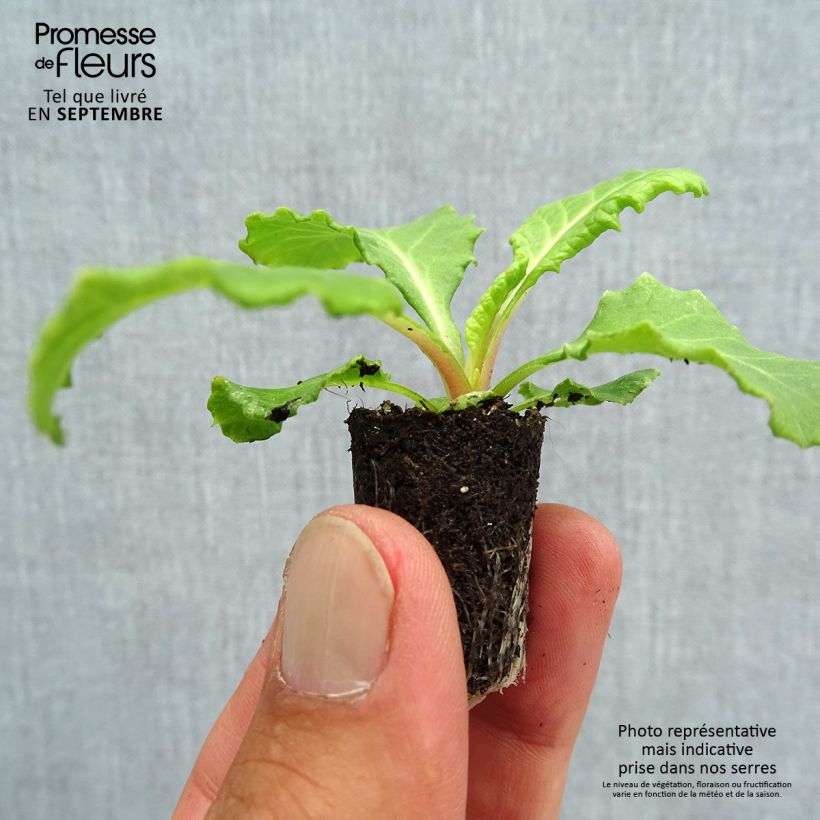 Amostra de Primevère Rosanna en mélange  Mini-motte Ø 1,5/2,5 cm tal como entregue no outono