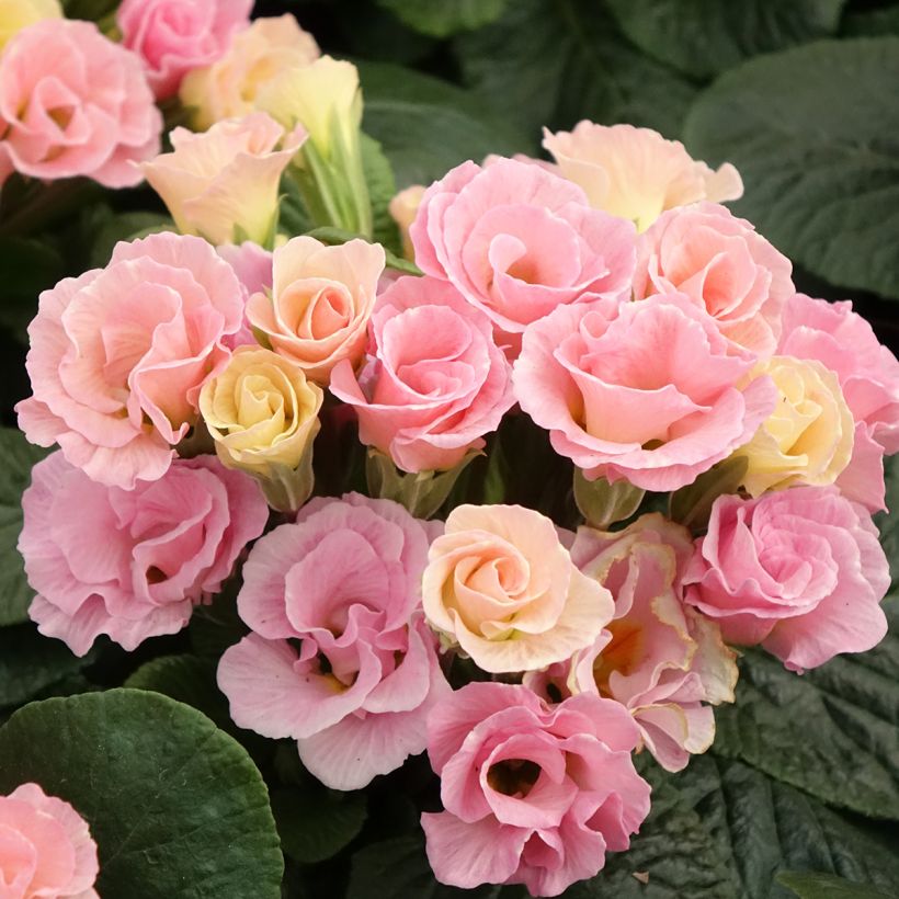 Primavera Rosebud F1 Tutti frutti (Floração)