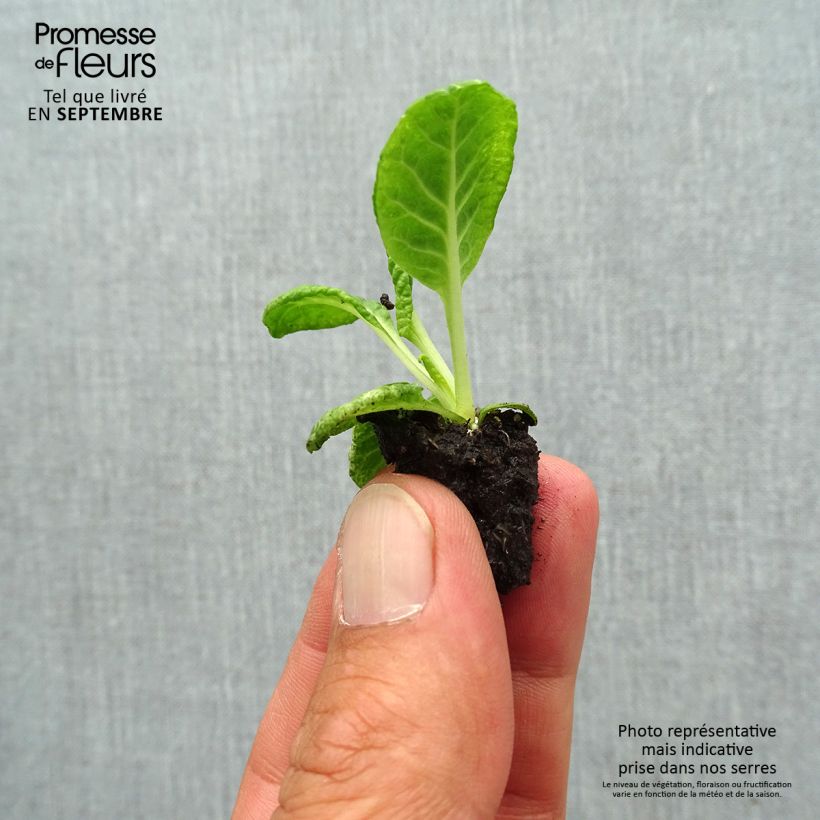 Amostra de Primevère Scentsation Red Cream - Primula vulgaris Mini-motte Ø 1,5/2,5 cm tal como entregue no outono