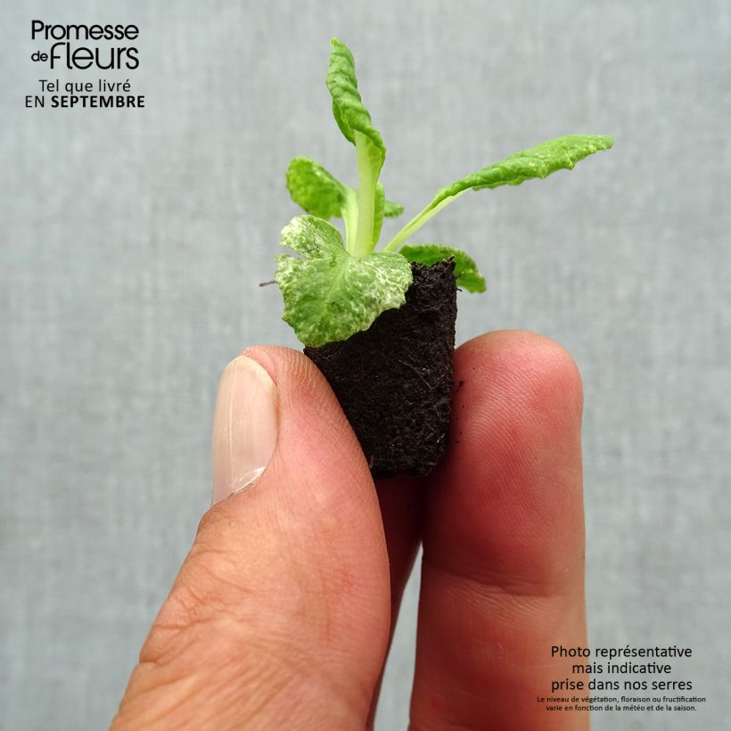 Amostra de Primevère Scentsation Yellow Cream - Primula vulgaris Mini-motte Ø 1,5/2,5 cm tal como entregue no outono