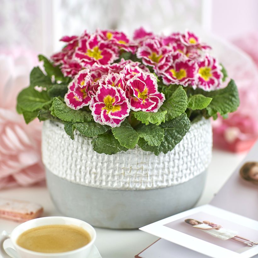 Primavera Sweetie (Hábito)