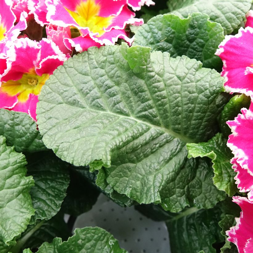 Primavera Sweetie (Folhagem)