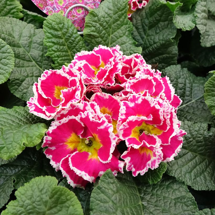Primavera Sweetie (Floração)