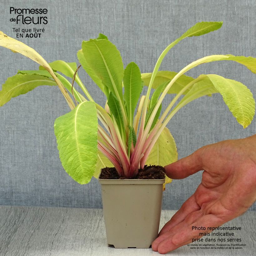 Amostra de Prímula bulleyana - Prímula candelabro Vaso de 8/9 cm tal como entregue no verão