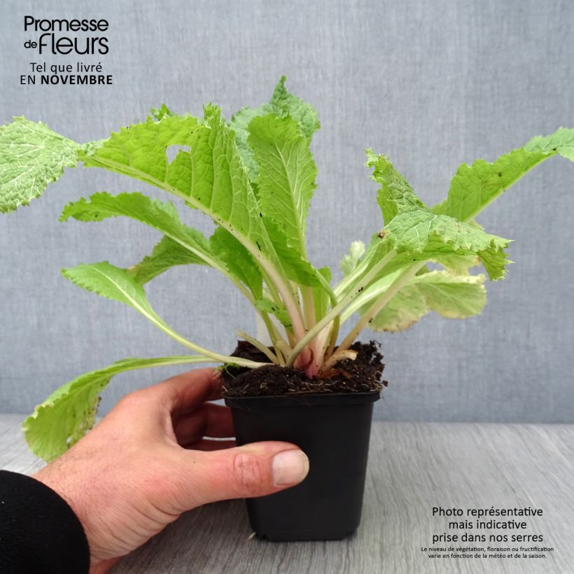 Amostra de Primula japonica Alba Vaso de 8/9 cm tal como entregue no outono