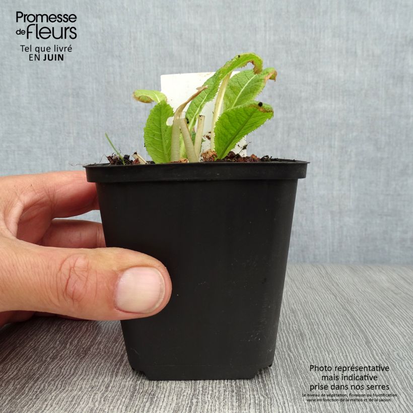 Amostra de Primula japonica Alba Vaso de 8/9 cm tal como entregue no verão