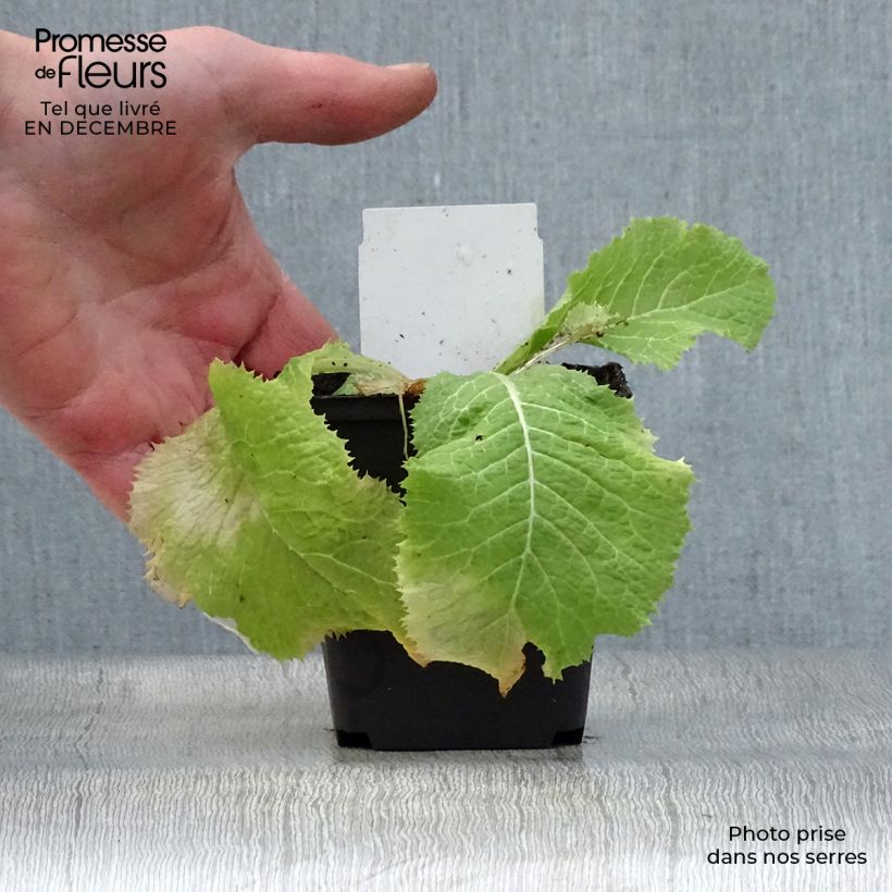 Amostra de Primevere candélabre - Primula japonica Alba Vaso de 8/9 cm tal como entregue no inverno