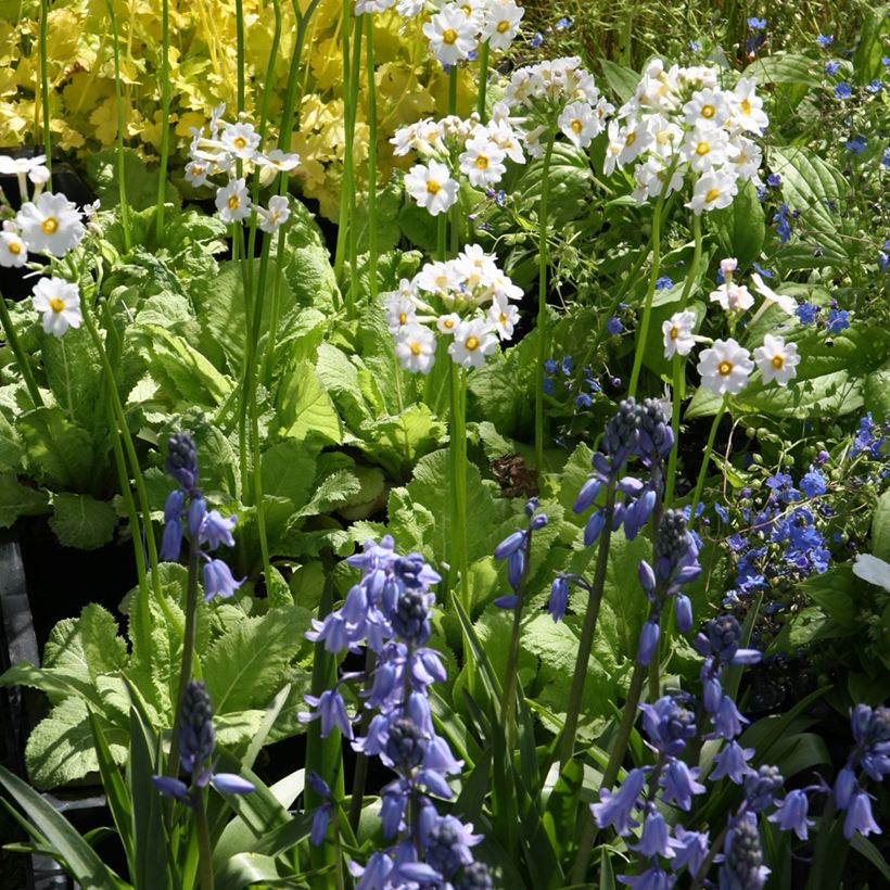 Primula japonica Alba (Hábito)