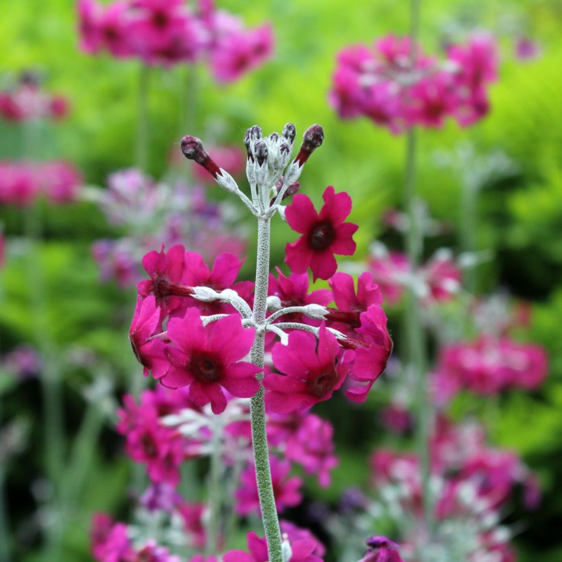 Primula pulverulenta (Floração)
