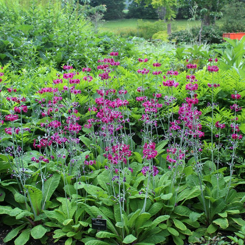 Primula pulverulenta (Hábito)