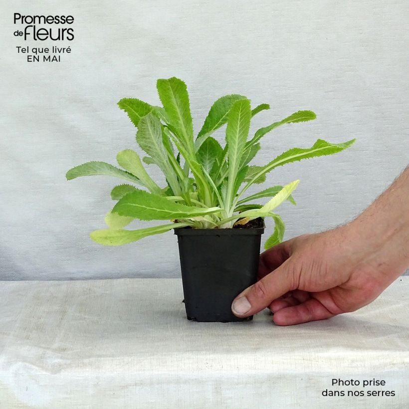 Amostra de Prímula capitata subsp. mooreana Vaso de 8/9 cm tal como entregue na primavera