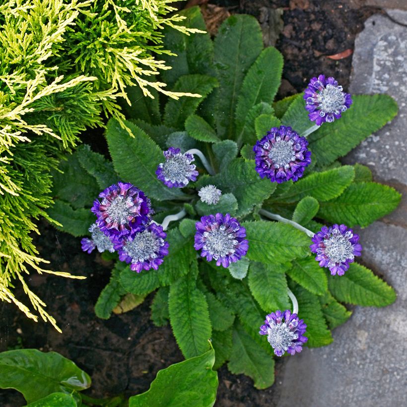 Prímula capitata subsp. mooreana (Hábito)