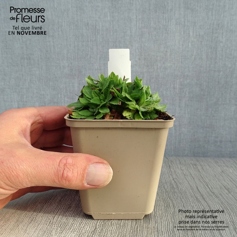 Amostra de Prímula capitata subsp. mooreana Vaso de 8/9 cm tal como entregue no outono