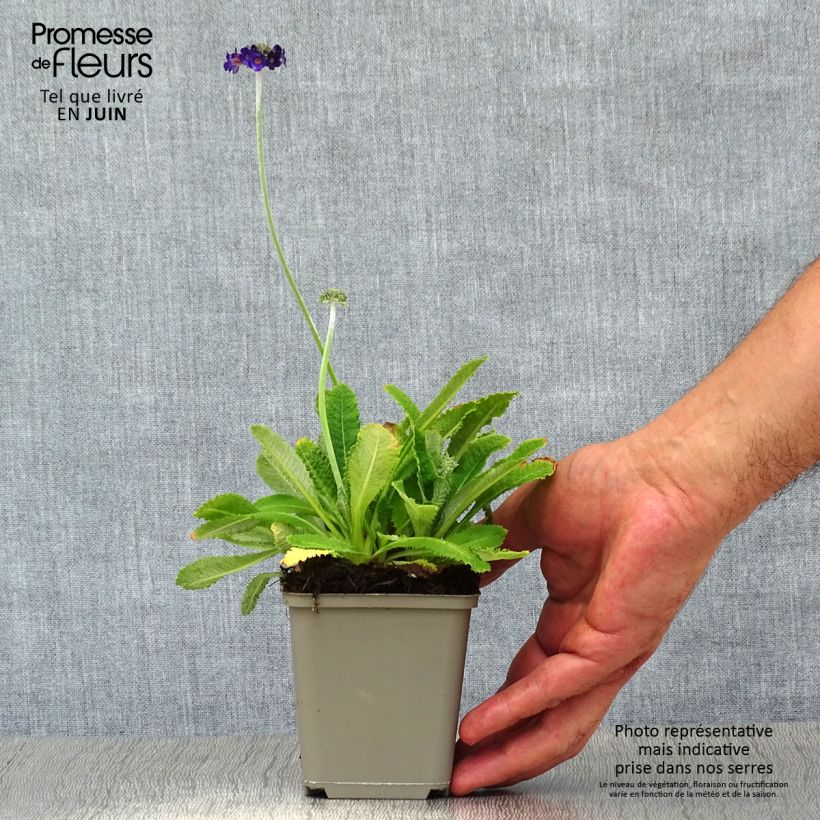 Amostra de Prímula capitata subsp. mooreana Vaso de 8/9 cm tal como entregue no verão