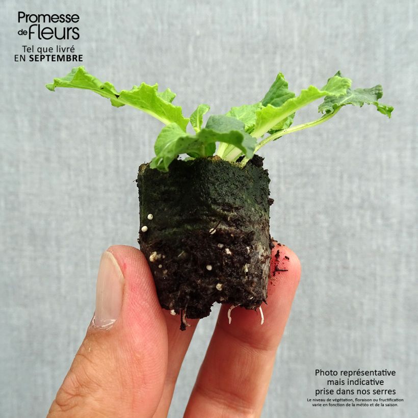 Amostra de Primevère double Belarina Amethyst Ice - Primula vulgaris  Mini-motte Ø 3/4 cm tal como entregue no outono