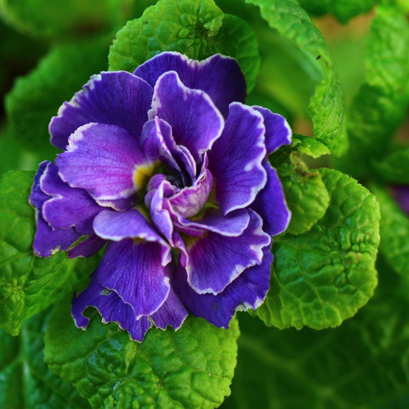 Primavera Belarina Amethyst Ice (Floração)