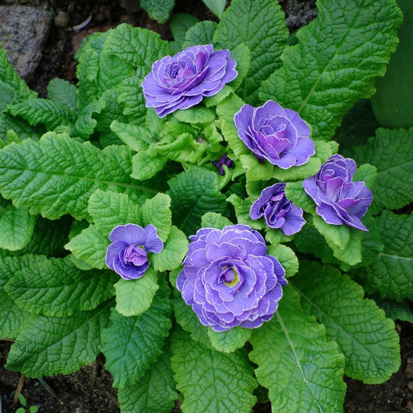 Primavera Belarina Amethyst Ice (Hábito)