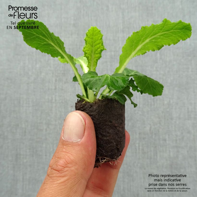 Amostra de Primevère double Belarina Baltic Blue - Primula vulgaris Mini-motte Ø 3/4 cm tal como entregue no outono