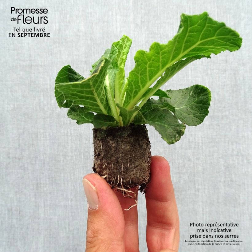 Amostra de Primevère double Belarina Beaujolais - Primula vulgaris Mini-torrão Ø 3/4 cm tal como entregue no outono