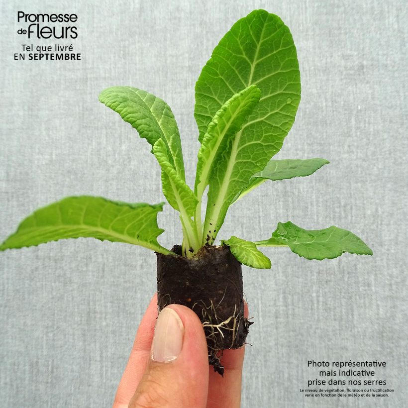 Amostra de Primevere double Belarina Blue Ripples - Primula vulgaris Mini-torrão Ø 3/4 cm tal como entregue no outono