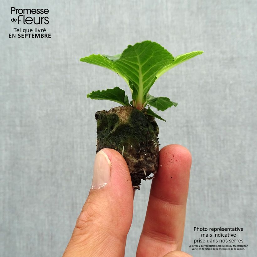 Amostra de Primevère double Belarina Buttercup Yellow - Primula vulgaris Mini-motte Ø 3/4 cm tal como entregue no outono