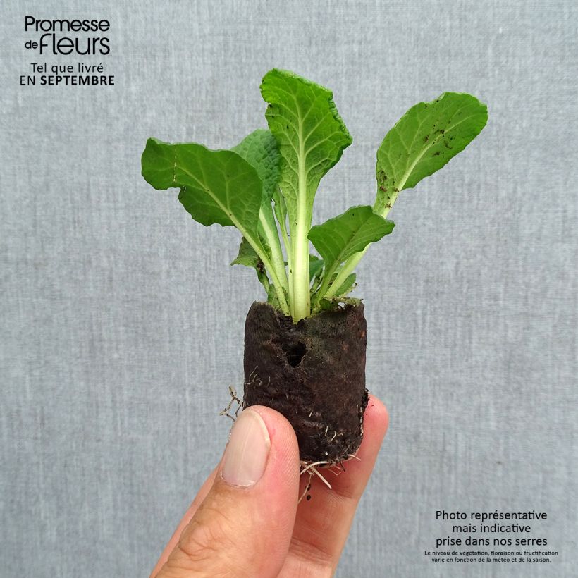 Amostra de Primevère double Belarina Carmen - Primula vulgaris  Mini-motte Ø 3/4 cm tal como entregue no outono