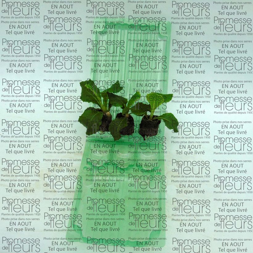 Exemplo de amostra de Primevère double Belarina Cobalt Blue - Primula vulgaris Mini-motte Ø 3/4 cm tal como entregue