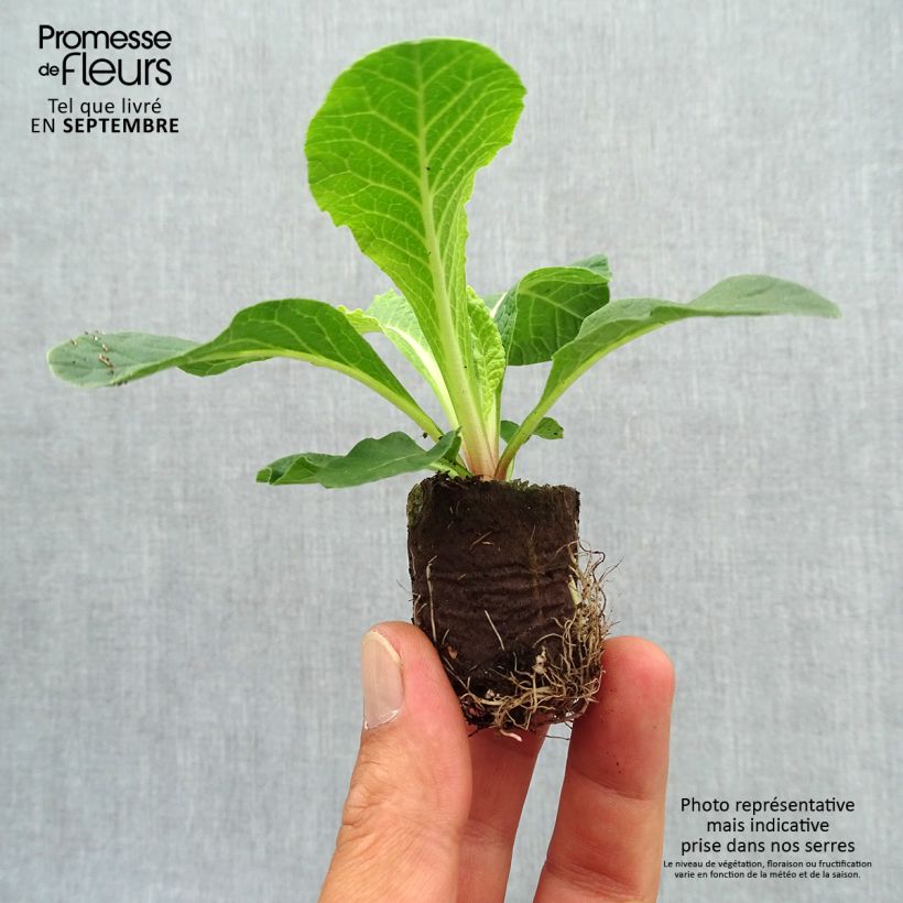 Amostra de Primevère double Belarina Cream - Primula vulgaris  Mini-motte Ø 3/4 cm tal como entregue no outono