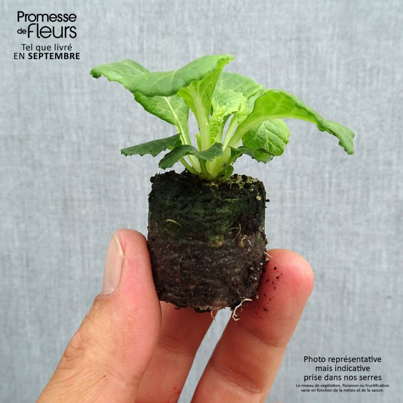 Amostra de Primevère double Belarina Lively Lilac en Mini-mottes - Primula vulgaris Mini-motte Ø 3/4 cm tal como entregue no outono