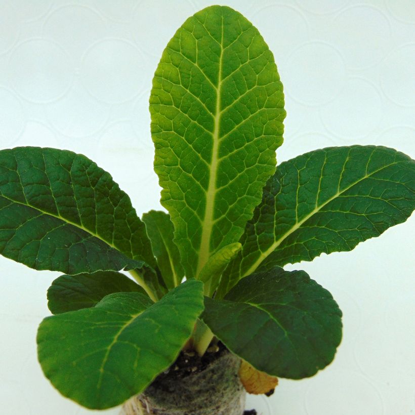 Primavera Belarina Nectarine em minimottes (Folhagem)