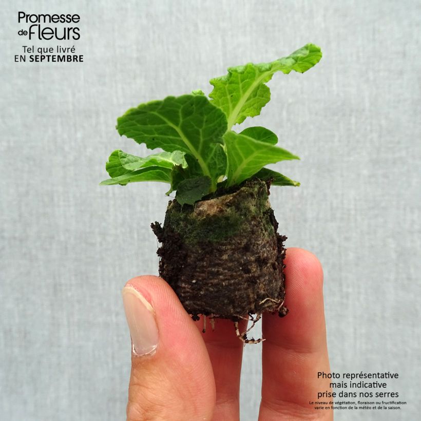 Amostra de Primevère double Belarina Pink Champagne - Primula vulgaris Mini-motte Ø 3/4 cm tal como entregue no outono