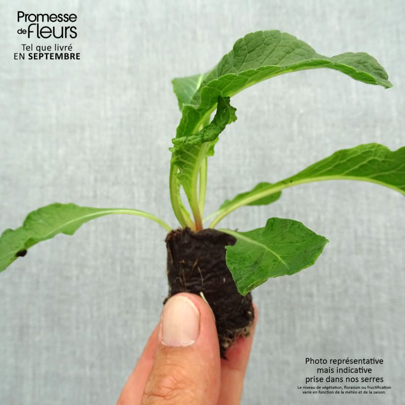 Amostra de Primevère double Belarina Pink Ice - Primula vulgaris Mini-motte Ø 3/4 cm tal como entregue no outono