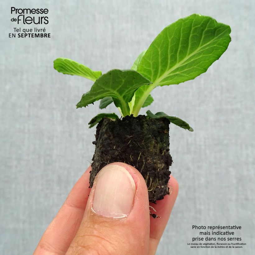 Amostra de Primevère double Belarina Purple Dawn - Primula vulgaris Mini-torrão Ø 3/4 cm tal como entregue no outono