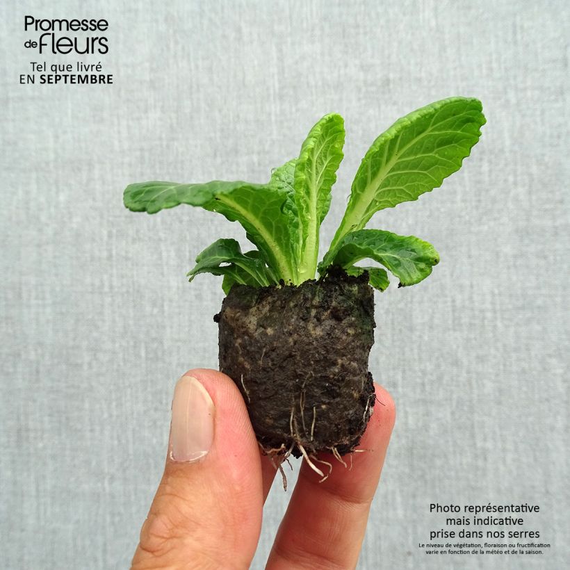 Amostra de Primevere double Belarina Snow - Primula vulgaris Mini-torrão Ø 3/4 cm tal como entregue no outono