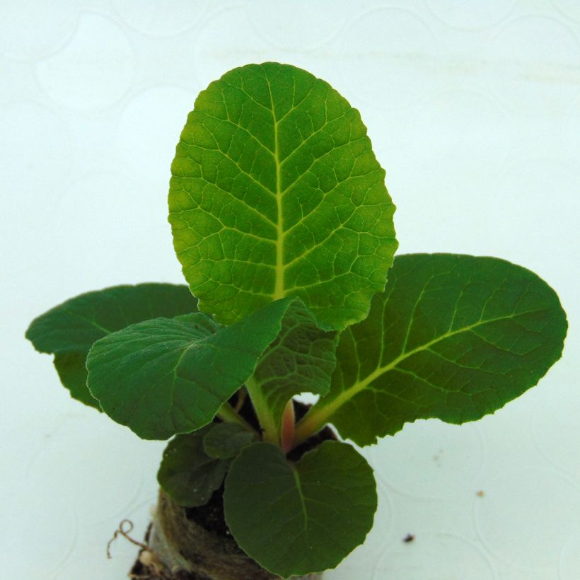 Primavera Belarina Valentine em minimottes (Folhagem)