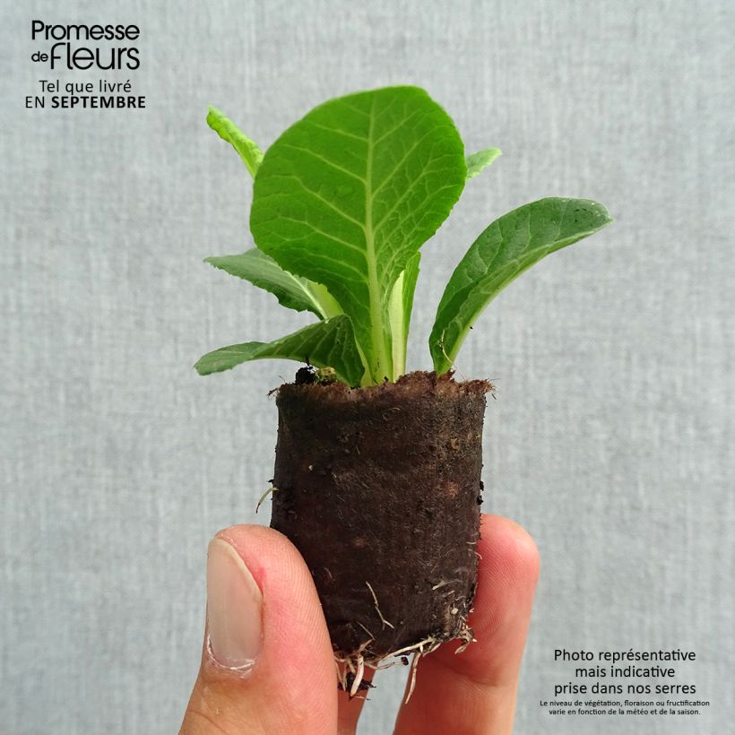 Amostra de Primevère double Belarina Valentine Mini-motte - Primula vulgaris Mini-motte Ø 3/4 cm tal como entregue no outono