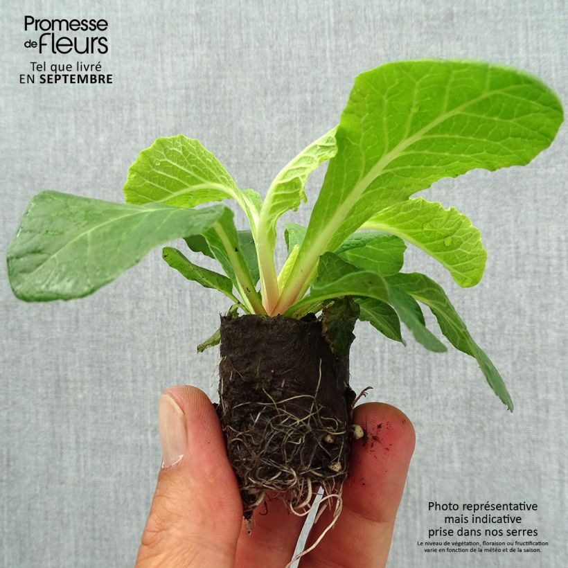 Amostra de Primevere double Belarina Vanilla - Primula vulgaris Mini-torrão Ø 3/4 cm tal como entregue no outono