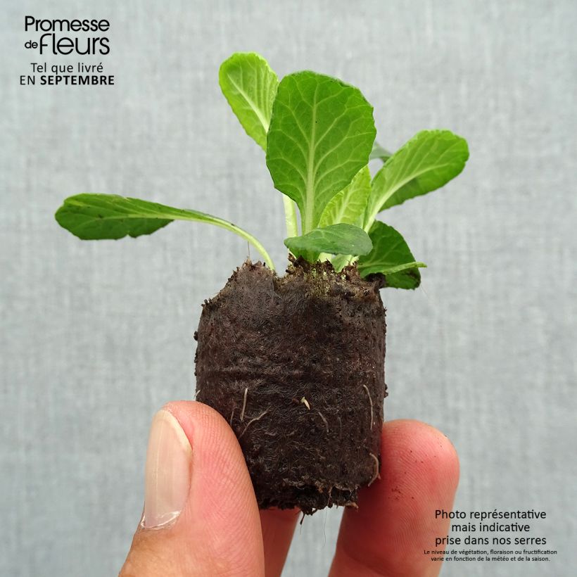 Amostra de Primevère double Candy Frost - Primula vulgaris Mini-motte Ø 3/4 cm tal como entregue no outono