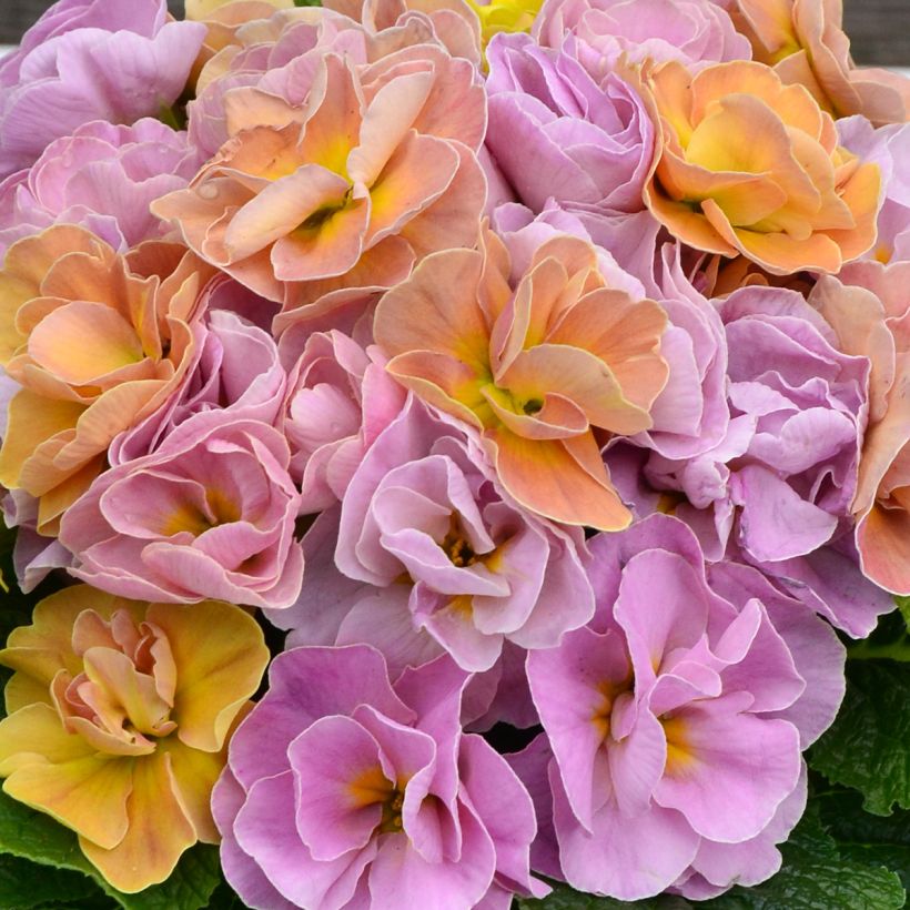 Prímula Rubens Antique Rose F1 (Floração)