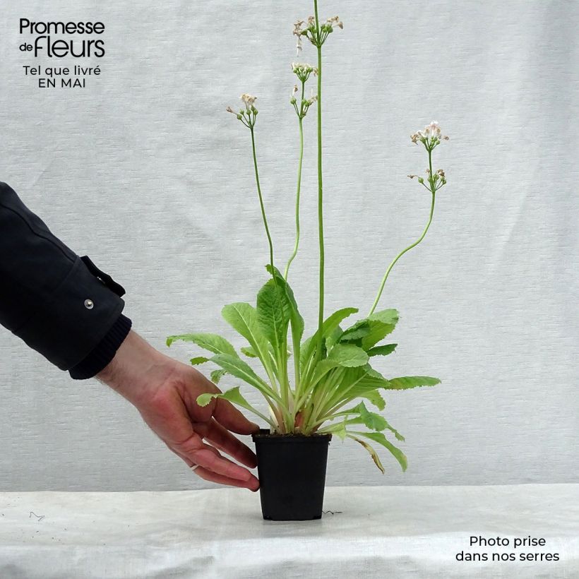 Amostra de Prímula japonica Apple Blossom Vaso de 8/9 cm tal como entregue na primavera