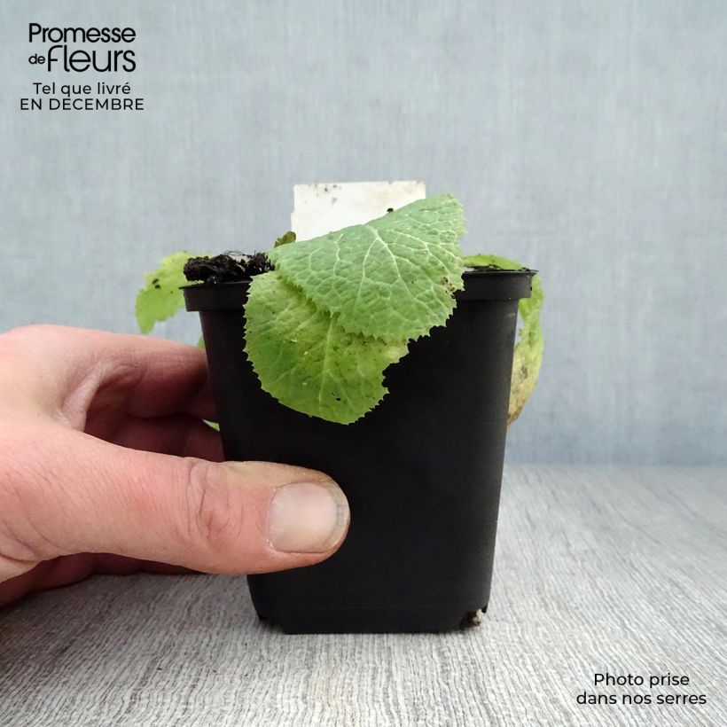 Amostra de Prímula japonica Apple Blossom Vaso de 8/9 cm tal como entregue no inverno