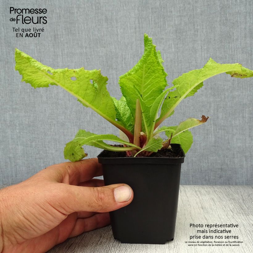 Amostra de Prímula japonica Millers Crimson Vaso de 8/9 cm tal como entregue no verão