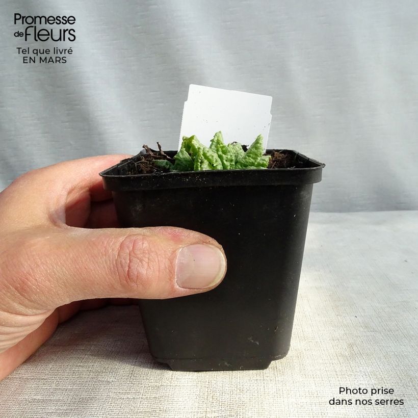 Amostra de Prímula japonica Millers Crimson Vaso de 8/9 cm tal como entregue no inverno