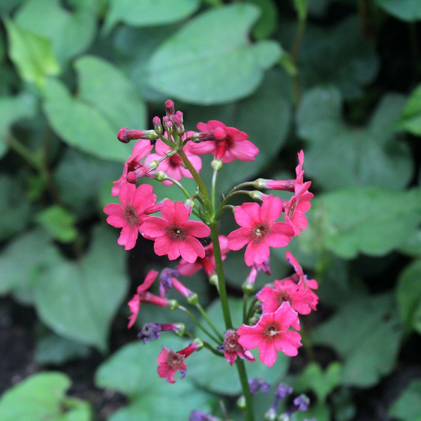 Prímula japonica Millers Crimson (Floração)
